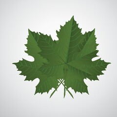 Fototapeta premium grape leaves