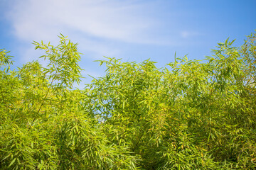 Green bamboo with blue sky background