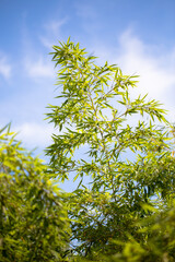 Green bamboo with blue sky background