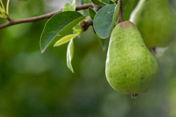 Delicious fresh pears ripening and hanging on a pear tree in an organic agriculture for vegetarians and frutarians as well as vegans for healthy nutrition with vitamins and seasonal food and fruit