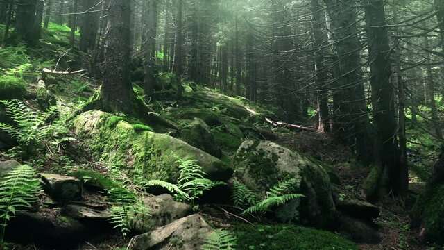 Wild mountain forest with mossy stones and fern plants. Sun rays falling on old centenary trees.