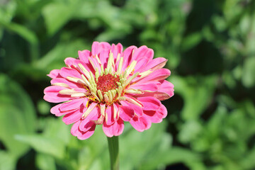Obraz premium Pink zinnia flower on a background of green grass