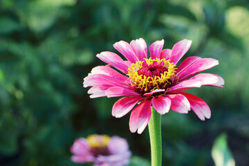 Pink zinnia flower on a background of green grass