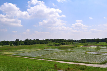 埼玉県秋ヶ瀬田んぼ 田園地帯