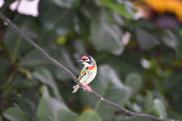 bird on a wire