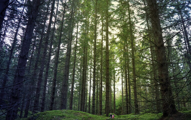 Kids out in a big woodland adventure. Boy and his little sister out for a walk in a scenic landscape in Sweden.