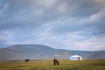Obraz premium horses eating in a landscape of Mongolia