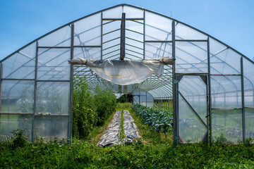 Fototapeta premium Beautiful blue sky above the open greenhouse door with green vegetation, tomatoes and kale, growing inside on this organic farm.