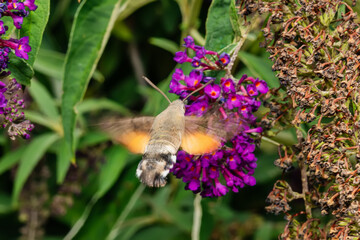 Hummingbird hawk-moth Macroglossum stellatarum feeding on pink flowers