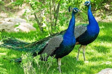 Obraz premium Peacocks in a Garden
