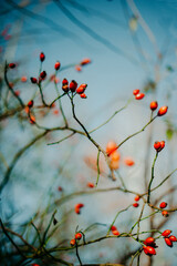 Rote Früchte, Hagebuttenstrauch mit mehreren roten Früchten, Hagebutten am Strauch, Herbst