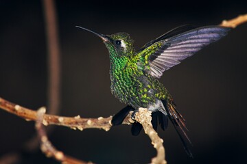 Closeup shot of green crowned brilliant hummingbird perched on a twig with its wings spread wide © Raul Navarro González/Wirestock