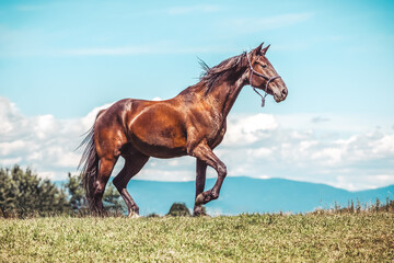 Portrait of a trotting horse in front a beautiful background