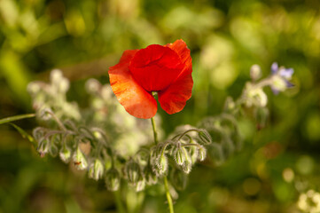 Fototapeta premium Tanzende Mohnblume Papaver rhoeasr im Abendlicht