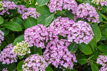 Fototapeta premium Pink mop-head hydrangea, 'Ayesha' in an English garden.