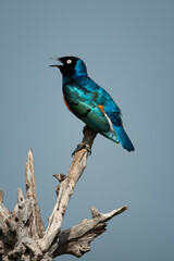 Superb starling sings perching on dead log