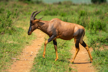 Male topi crosses dirt track in sunshine