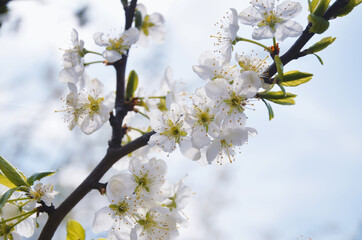 Blooming plum tree in the spring afternoon in the sun in the garden
