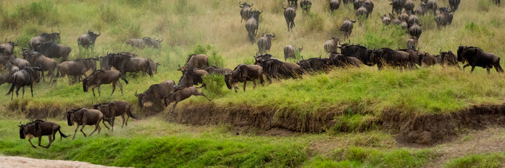 Panorama of blue wildebeest heading towards river
