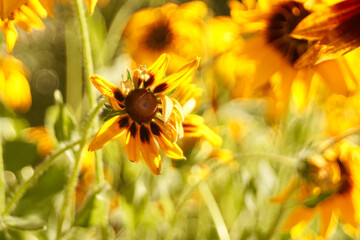 Rudbekia owłosiona © pinus25