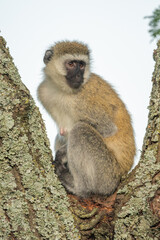 Vervet monkey sits in fork of tree