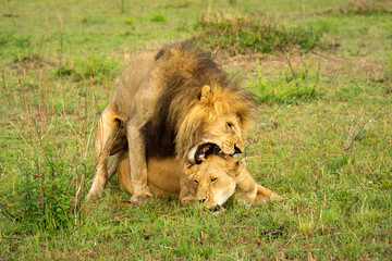Fototapeta na wymiar Lion biting neck of female whilst mating