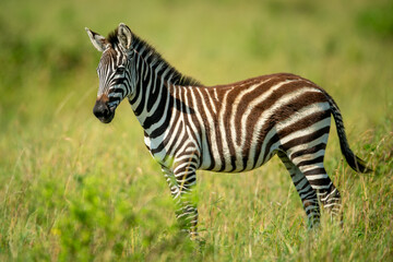 Fototapeta na wymiar Young plains zebra stands in long grass
