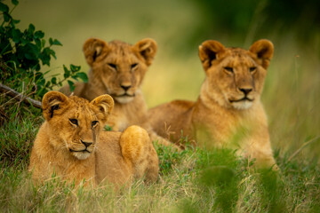 Plakat Three lion cubs lie in short grass