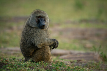 Olive baboon sitting on grass clasping hands
