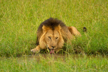 Male lion lies drinking by water hole