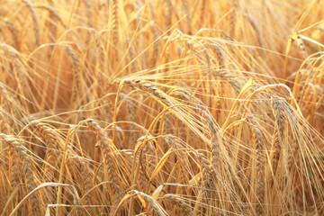 Reifes Gerstengetreide auf dem Feld kurz vor der Ernte im Sommer. Goldgelbe Getreideähren der Gerste, wichtiges Grundnahrungsmittel in Deutschland, Bier brauen

