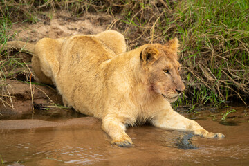 Naklejka na ściany i meble Lion cub lies staring on sandy riverbank