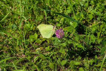 butterfly on grass