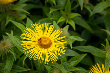 Inula hookeri also Hooker inula, a large yellow daisy with long thin elegant petals.