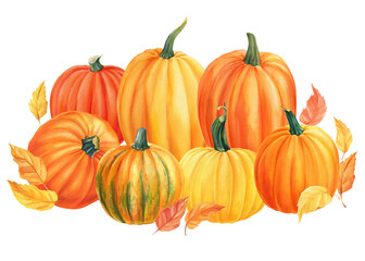 composition of pumpkins on isolated white background, watercolor illustration, hand drawing