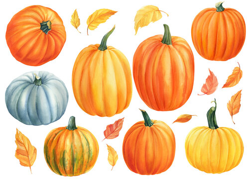 Download 21 029 Best Pumpkin Watercolor Images Stock Photos Vectors Adobe Stock