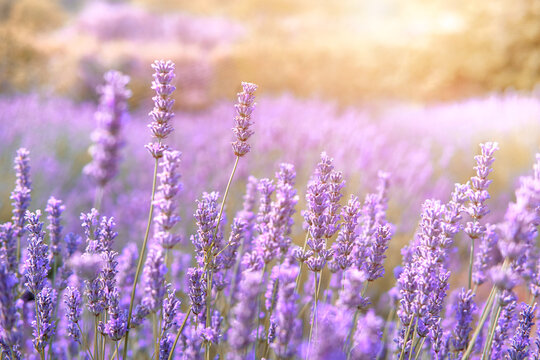 Mountain lavender field on Hvar island in Croatia in sun flare © tilialucida