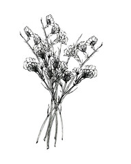 ink drawing of dry herb bouquet, ink illustration of field flowers 