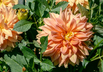 orange and yellow dahlia flowers
