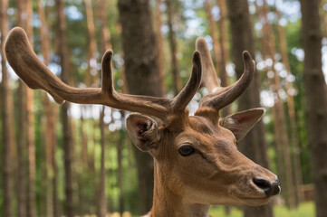 Portrait eines Damhirsch