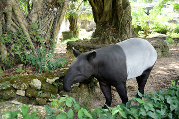 tapir walking in the zoo cage