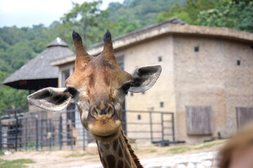 head young giraffe at the zoo