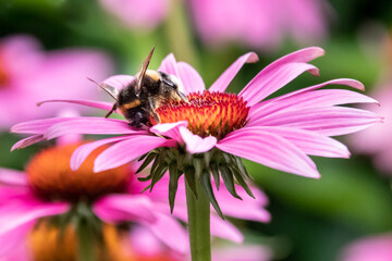 a bee on a pink flower