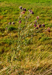 Distelpflanze auf der Wiese