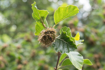 Buchenzweig mit unreifer Frucht