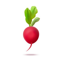 Realistic 3d Detailed Whole Radish with Green Leaves. Vector