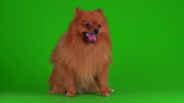 Spitz dog on a green background 4K video screen.