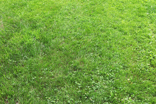 Green grass background. Green grass texture. Green lawn. Grass plot