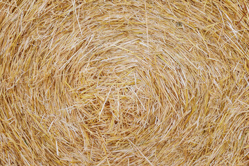 Round bales of straw. Dry straw. Background or Texture for disigne.