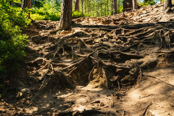 tree roots in the forest